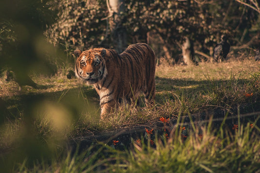 L'oeil de tigre ou la pierre de protection dite "pierre du loup" - Sarraméa